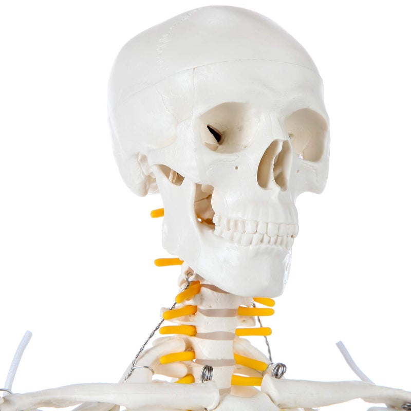 Axis Scientific Mini Human Skeleton Model with Metal Stand, 31" Tall with Removable Arms and Legs, Easy to Assemble, Includes Detailed Product Manual for Study - Image 2